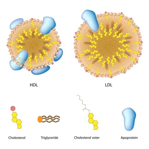 hipobetalipoproteinemia,hipobetalipoproteinemia o que é